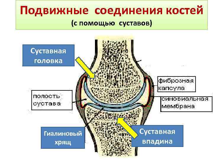 Подвижные соединения костей (с помощью суставов) Суставная головка Гиалиновый хрящ Суставная впадина 