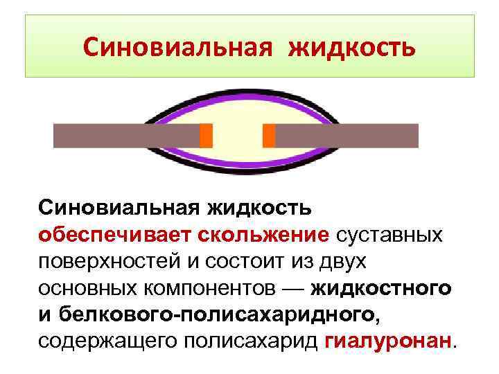 Синовиальная жидкость обеспечивает скольжение суставных поверхностей и состоит из двух основных компонентов — жидкостного