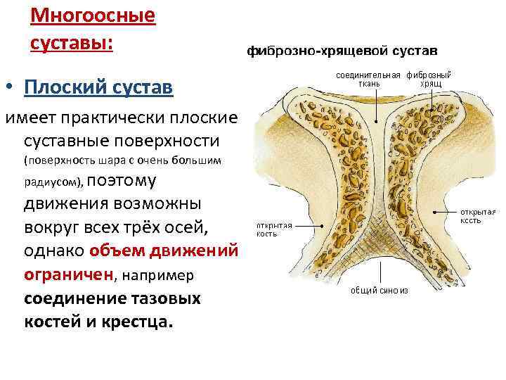 Многоосные суставы: • Плоский сустав имеет практически плоские суставные поверхности (поверхность шара с очень