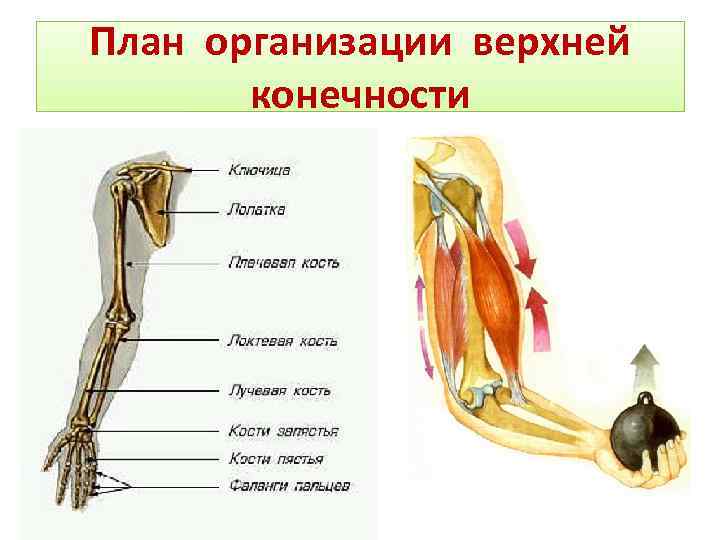 План организации верхней конечности 