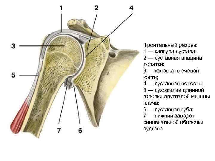 Фронтальный разрез: 1 — капсула сустава; 2 — суставная впадина лопатки; 3 — головка