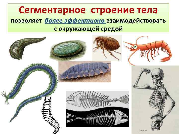 Cегментарное строение тела позволяет более эффективно взаимодействовать с окружающей средой 