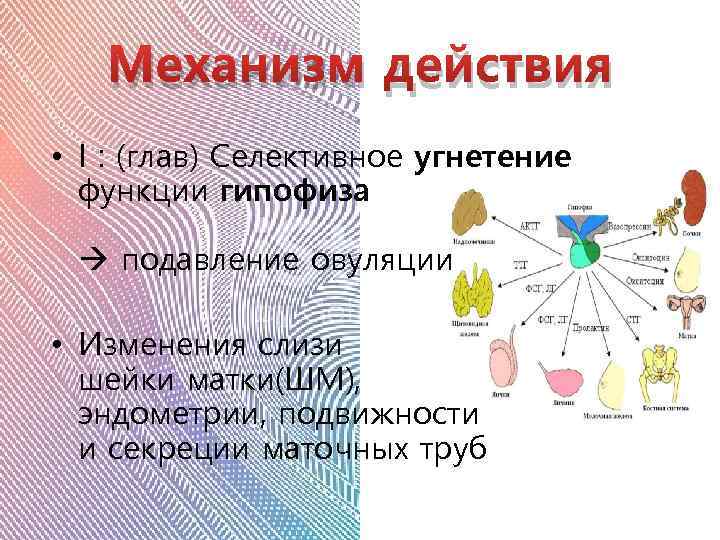 Механизм действия • I : (глав) Селективное угнетение функции гипофиза подавление овуляции • Изменения