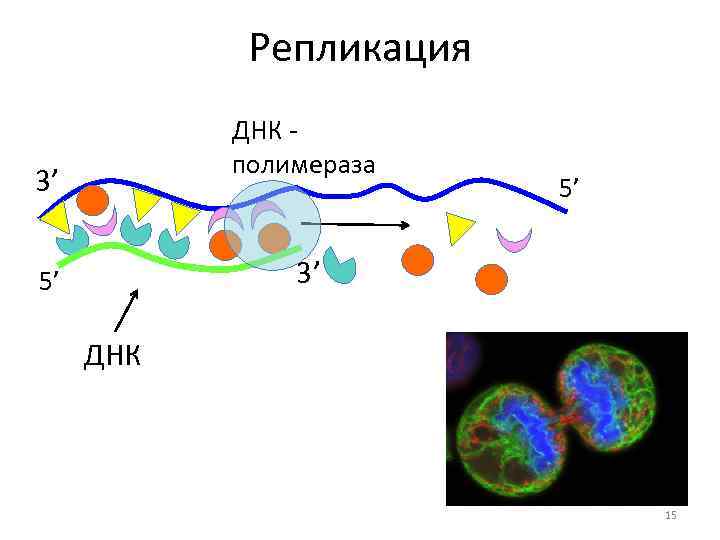 Днк полимераза 1 и 2. ДНК полимераза 2. ДНК полимераза 3. ДНК полимераза Альфа бета гамма. Полимераза в репликации это.