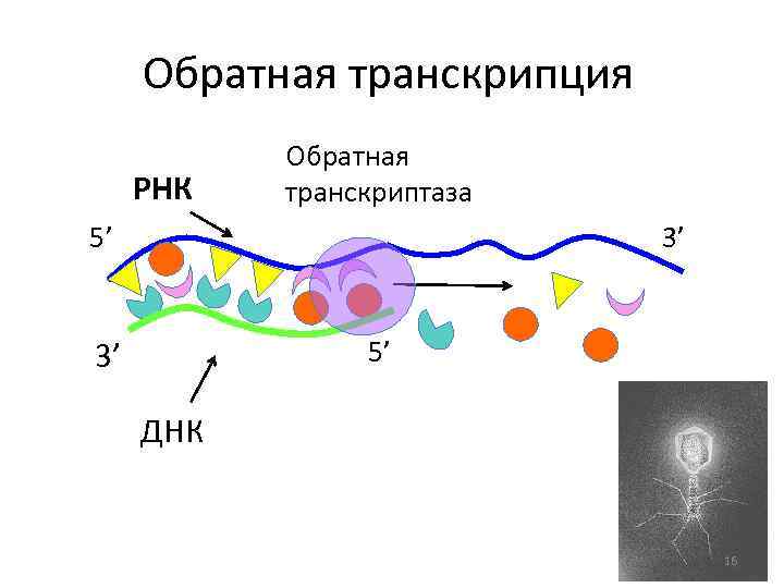 Днк 16