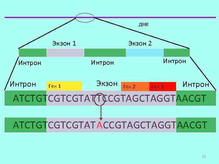 ДНК Экзон 1 Интрон Экзон 2 Ген 1 Экзон Ген 2 Ген 3 Интрон