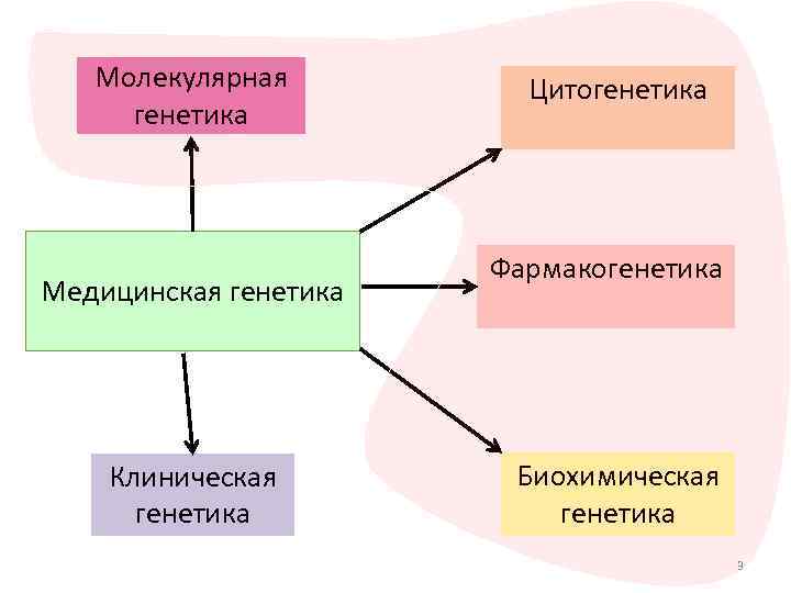 Молекулярная генетика Медицинская генетика Клиническая генетика Цитогенетика Фармакогенетика Биохимическая генетика 3 