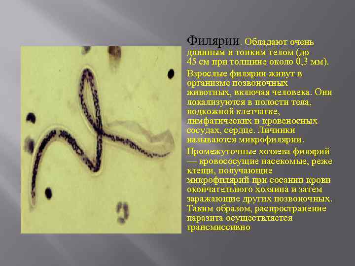Филярии. Обладают очень длинным и тонким телом (до 45 см при толщине около 0,