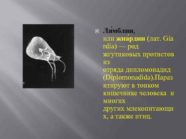 Как выглядит лямблия у человека фото признаки