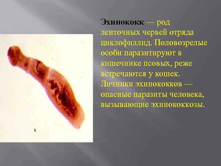 Эхинококк — род ленточных червей отряда циклофиллид. Половозрелые особи паразитируют в кишечнике псовых, реже