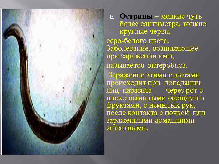 Острицы – мелкие чуть более сантиметра, тонкие круглые черви, серо-белого цвета. Заболевание, возникающее при