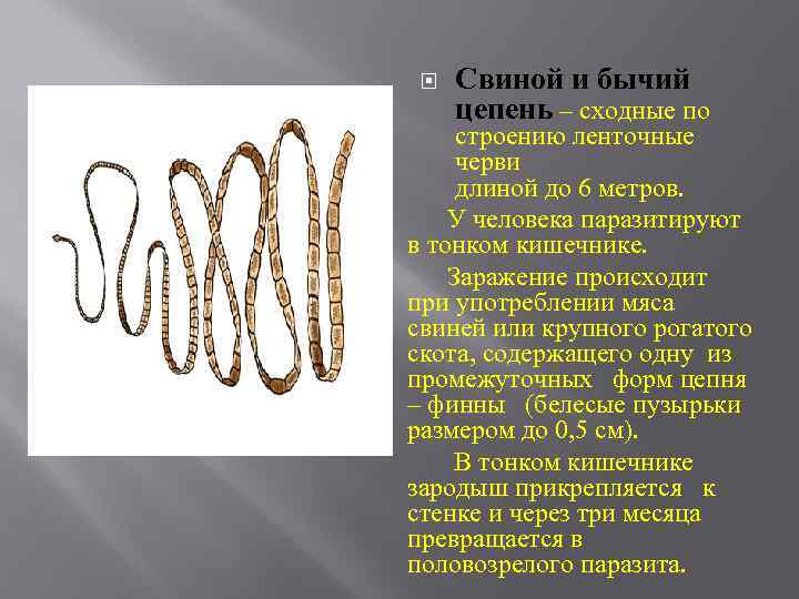  Свиной и бычий цепень – сходные по строению ленточные черви длиной до 6