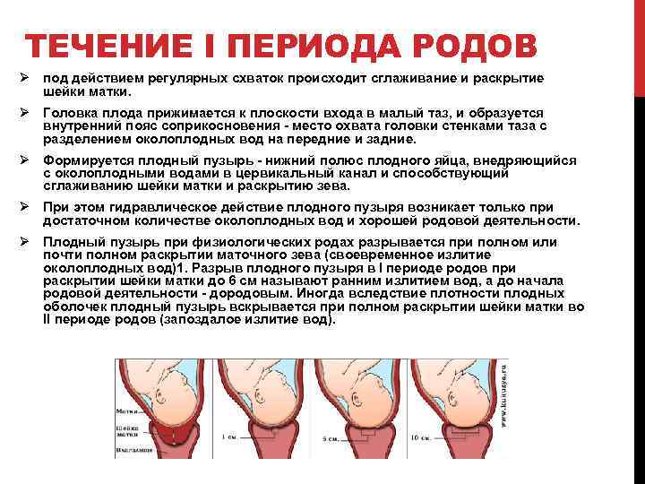 ТЕЧЕНИЕ I ПЕРИОДА РОДОВ Ø под действием регулярных схваток происходит сглаживание и раскрытие шейки