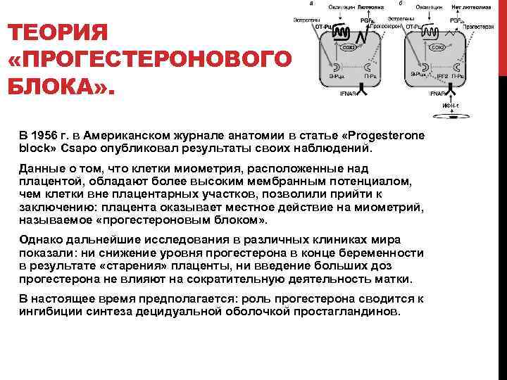 ТЕОРИЯ «ПРОГЕСТЕРОНОВОГО БЛОКА» . В 1956 г. в Американском журнале анатомии в статье «Progesterone