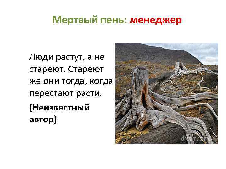 Мертвый пень: менеджер Люди растут, а не стареют. Стареют же они тогда, когда перестают