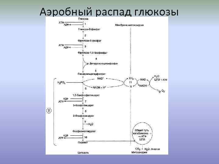 Синтез атф этапы аэробного и анаэробного распада глюкозы презентация