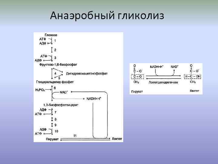 Аэробный гликолиз схема