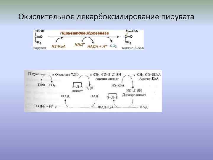 Схема окислительного декарбоксилирования