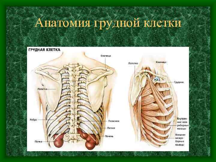 Анатомия грудной клетки 