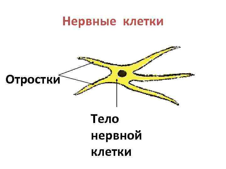 Нервные клетки Отростки Тело нервной клетки 