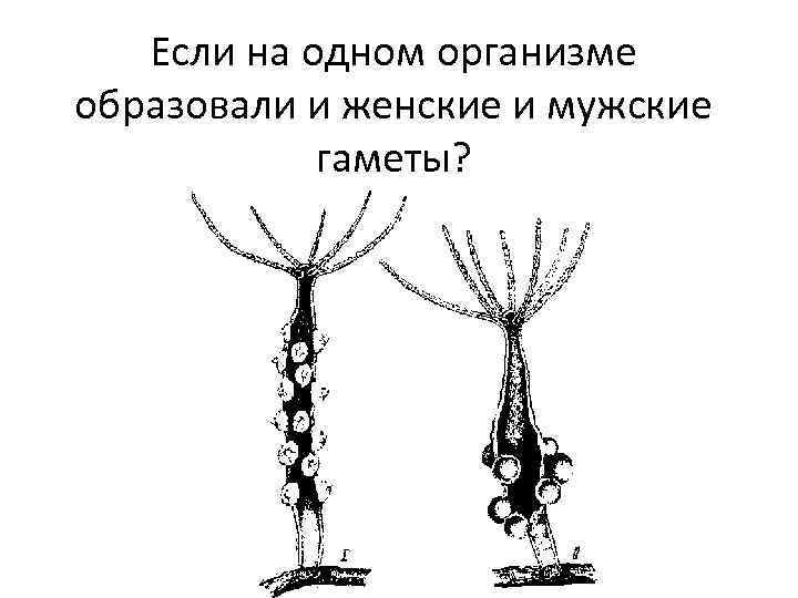 Если на одном организме образовали и женские и мужские гаметы? 