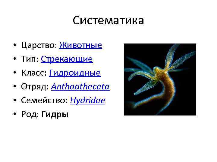 Систематика • • • Царство: Животные Тип: Стрекающие Класс: Гидроидные Отряд: Anthoathecata Семейство: Hydridae