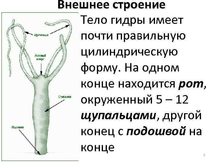 Внешнее строение Тело гидры имеет почти правильную цилиндрическую форму. На одном конце находится рот,