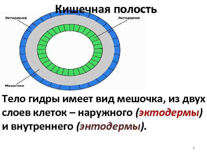 Кишечная полость Тело гидры имеет вид мешочка, из двух слоев клеток – наружного (эктодермы)