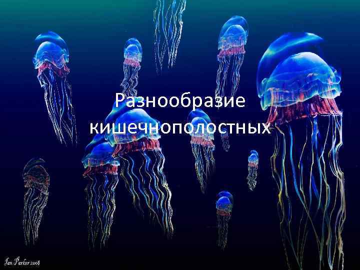 Разнообразие кишечнополостных 