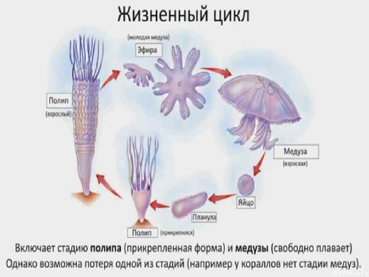 Жизненный цикл 