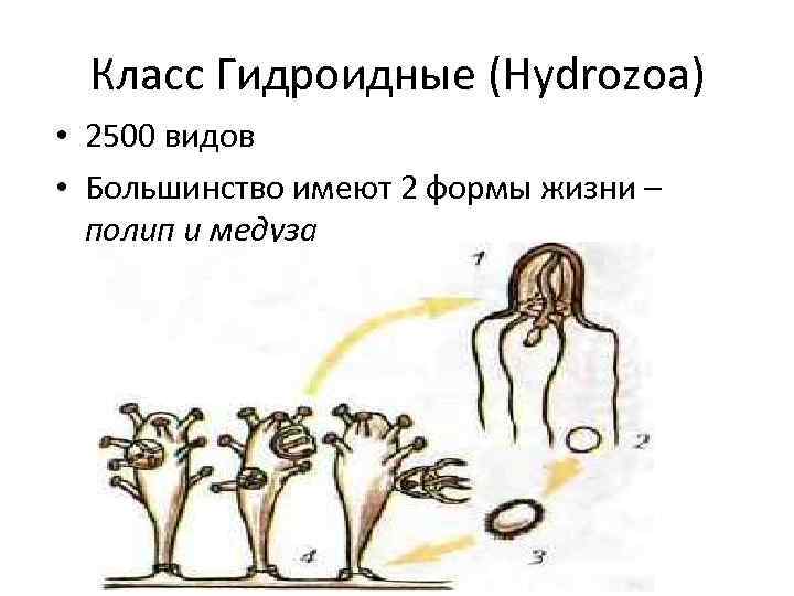 Класс Гидроидные (Hydrozoa) • 2500 видов • Большинство имеют 2 формы жизни – полип