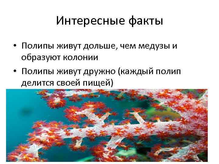 Интересные факты • Полипы живут дольше, чем медузы и образуют колонии • Полипы живут