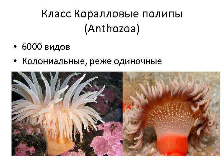 Класс Коралловые полипы (Anthozoa) • 6000 видов • Колониальные, реже одиночные 