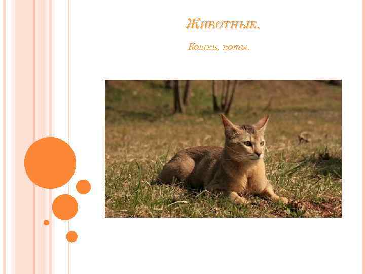 ЖИВОТНЫЕ. Кошки, коты. 