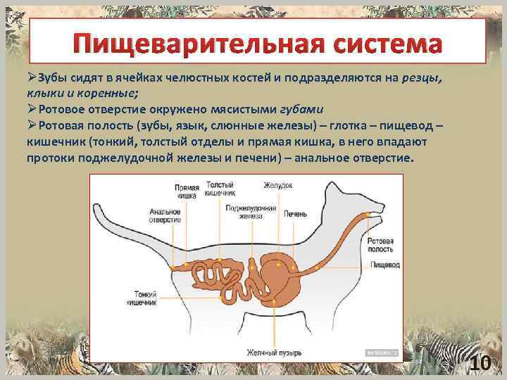 Пищеварительная система ØЗубы сидят в ячейках челюстных костей и подразделяются на резцы, клыки и