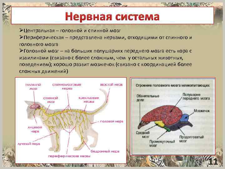 Нервная система ØЦентральная – головной и спинной мозг ØПериферическая – представлена нервами, отходящими от