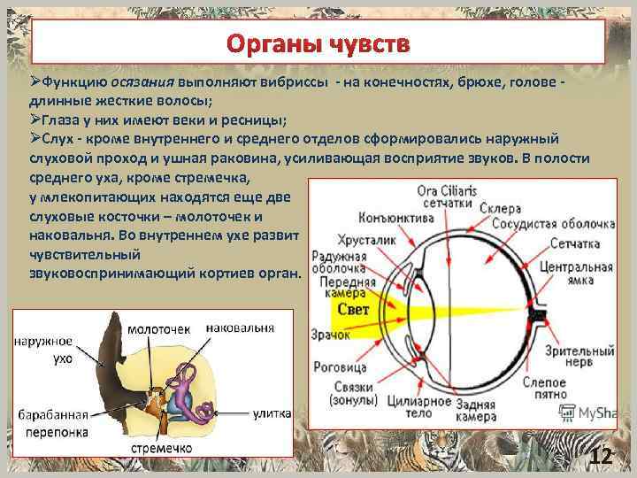 Органы чувств ØФункцию осязания выполняют вибриссы на конечностях, брюхе, голове длинные жесткие волосы; ØГлаза