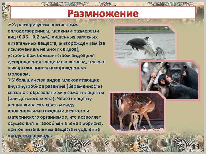 Размножение ØХарактеризуется внутренним оплодотворением, мелкими размерами яиц (0, 05— 0, 2 мм), лишенных запасных