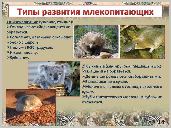 Типы развития млекопитающих 1)Яйцекладущие (утконос, ехидна): ØОткладывают яйца, плацента не образуется. ØСосков нет, детеныши