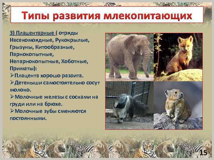 Типы развития млекопитающих 3) Плацентарные ( отряды Насекомоядные, Рукокрылые, Грызуны, Китообразные, Парнокопытные, Непарнокопытные, Хоботные,