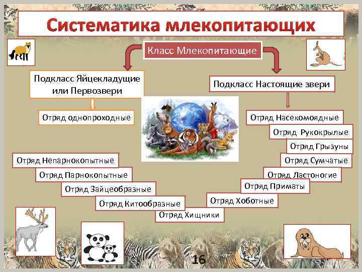 Систематика млекопитающих Класс Млекопитающие Подкласс Яйцекладущие или Первозвери Подкласс Настоящие звери Отряд однопроходные Отряд