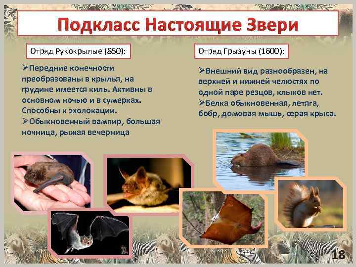 Подкласс Настоящие Звери Отряд Рукокрылые (850): ØПередние конечности преобразованы в крылья, на грудине имеется