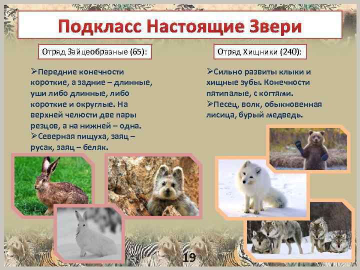 Подкласс Настоящие Звери Отряд Зайцеобразные (65): Отряд Хищники (240): ØПередние конечности короткие, а задние