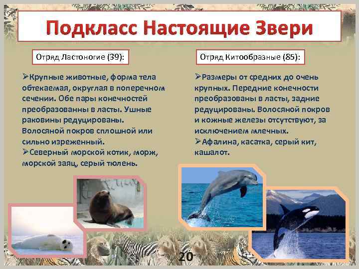 Подкласс Настоящие Звери Отряд Ластоногие (39): Отряд Китообразные (85): ØРазмеры от средних до очень