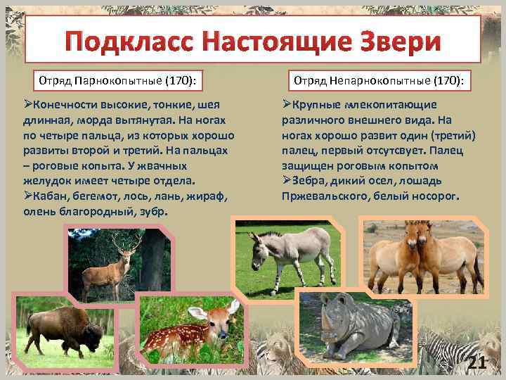 Подкласс Настоящие Звери Отряд Парнокопытные (170): ØКонечности высокие, тонкие, шея длинная, морда вытянутая. На