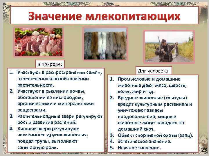 Значение млекопитающих В природе: 1. Участвуют в распространении семян, в естественном возобновлении растительности. 2.