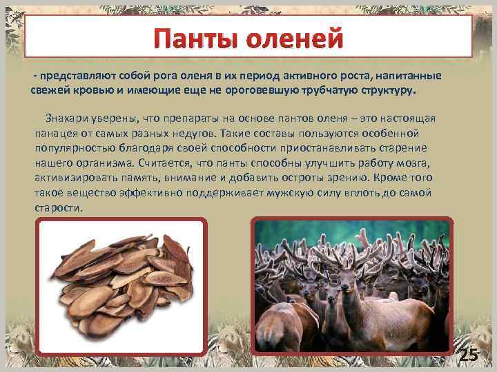 Панты оленей представляют собой рога оленя в их период активного роста, напитанные свежей кровью