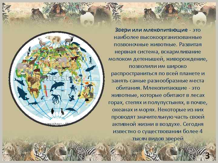 Звери или млекопитающие - это наиболее высокоорганизованные позвоночные животные. Развитая нервная система, вскармливание молоком
