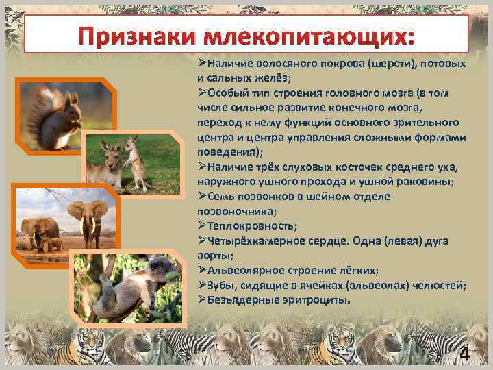 Признаки млекопитающих: ØНаличие волосяного покрова (шерсти), потовых и сальных желёз; ØОсобый тип строения головного