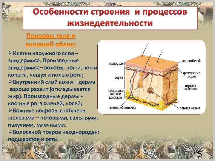 Особенности строения и процессов жизнедеятельности ØКлетки наружного слоя – эпидермиса. Производные эпидермиса– волосы, ногти,